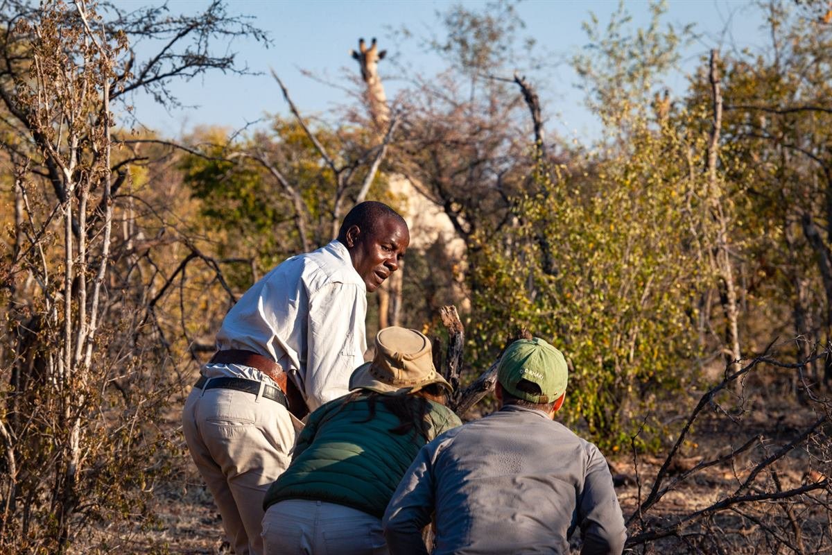 Guided game walk on foot with a professional guide in the Matobo Hills, Zimbabwe