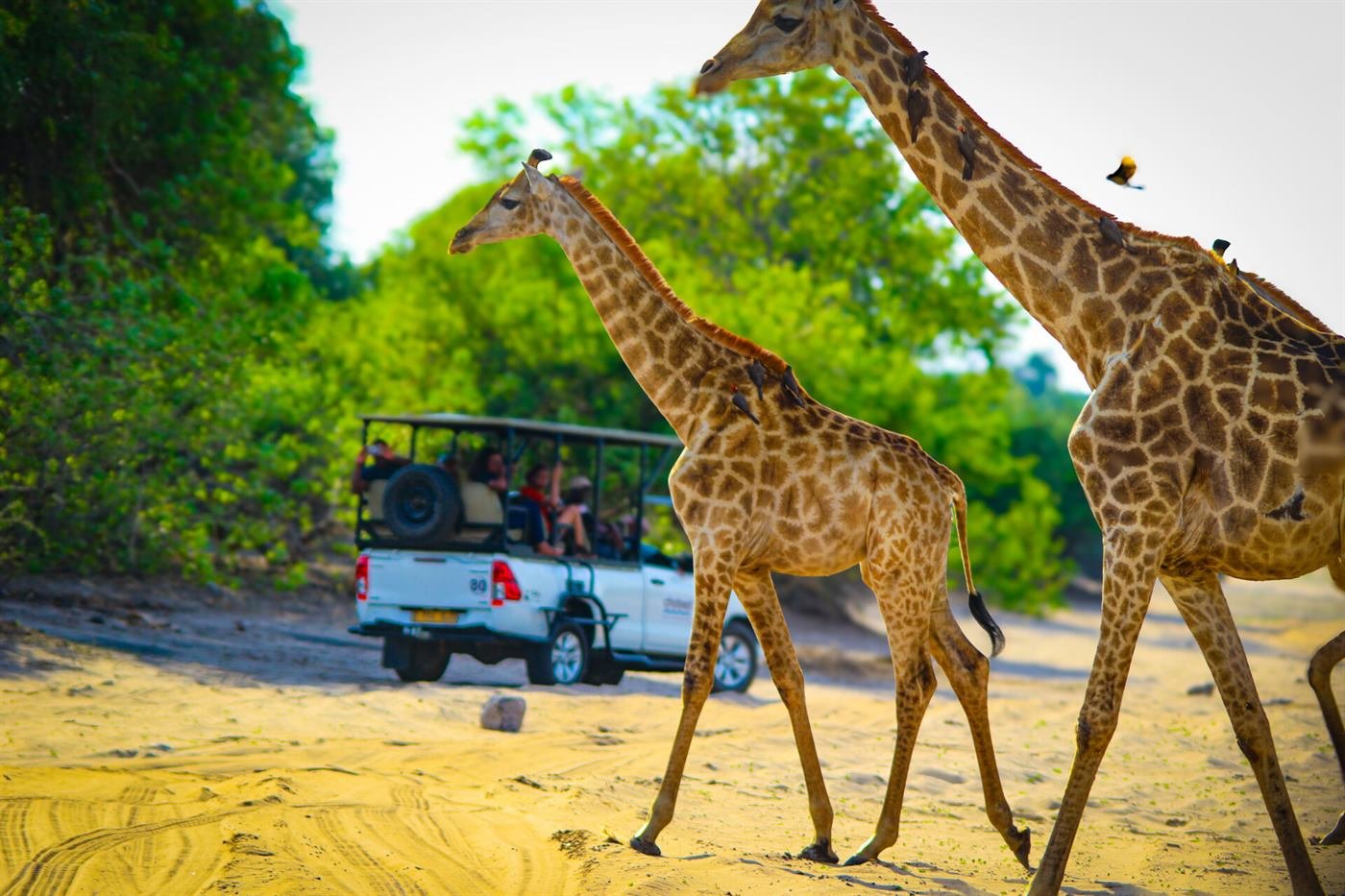 Giraffe in Chobe National Park on a day trip from Victoria Falls