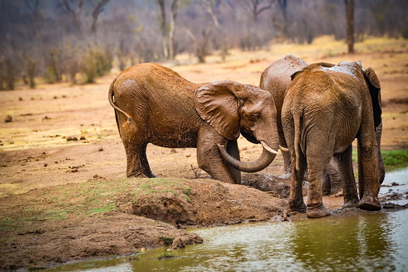 Elephants at a Hwange National Park waterhole in the dry season