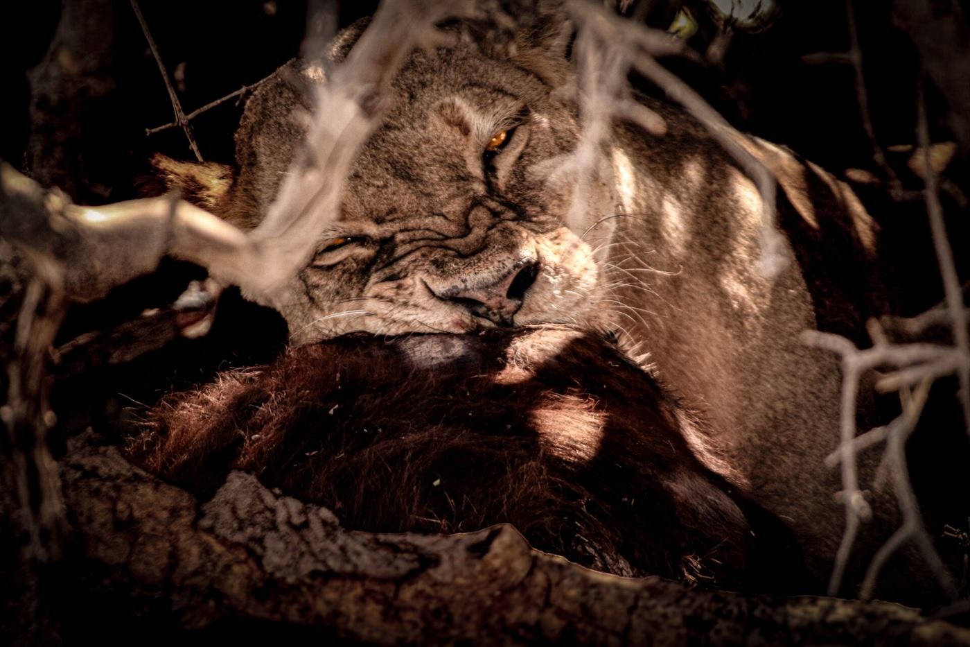 Lion resting in dappled shade on a Zimbabwe safari in Mana Pools National Park