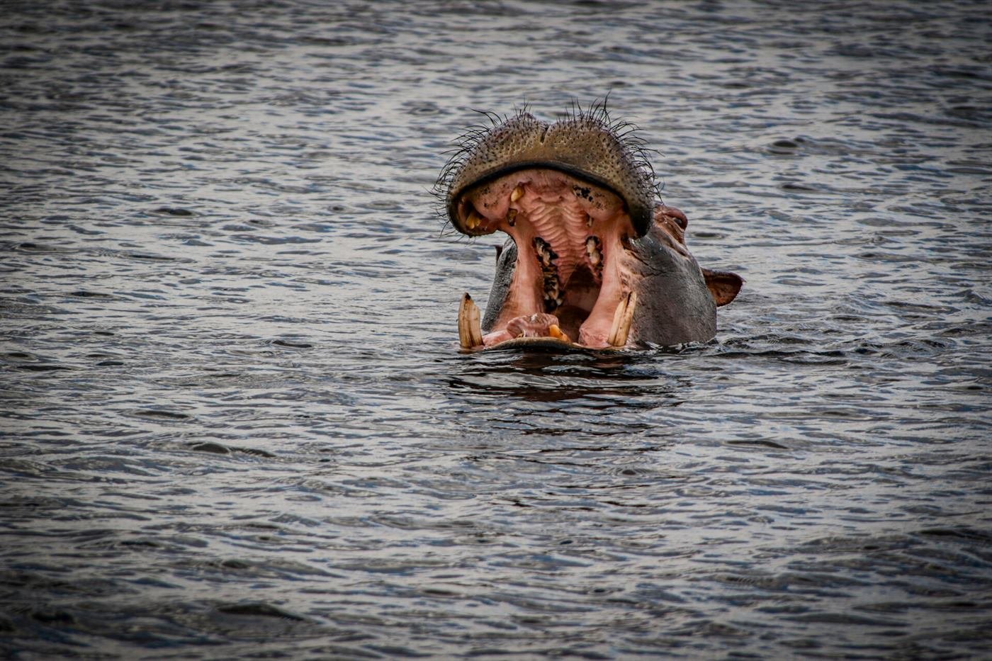 Hippos in the Zambezi River on a Lower Zambezi safari