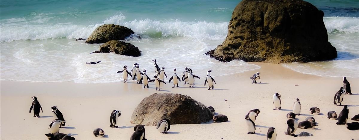 African penguins among the boulders at Boulders Beach