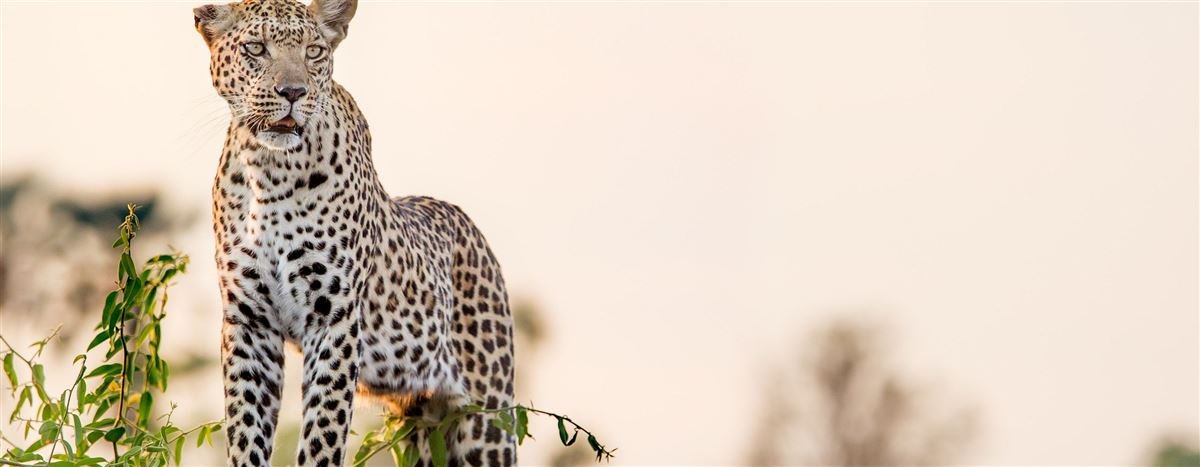 Leopard standing in dry grass