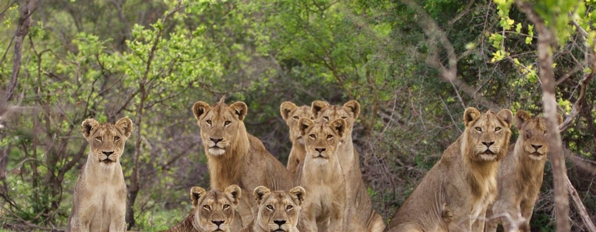 A pride of lions in the Kruger bush