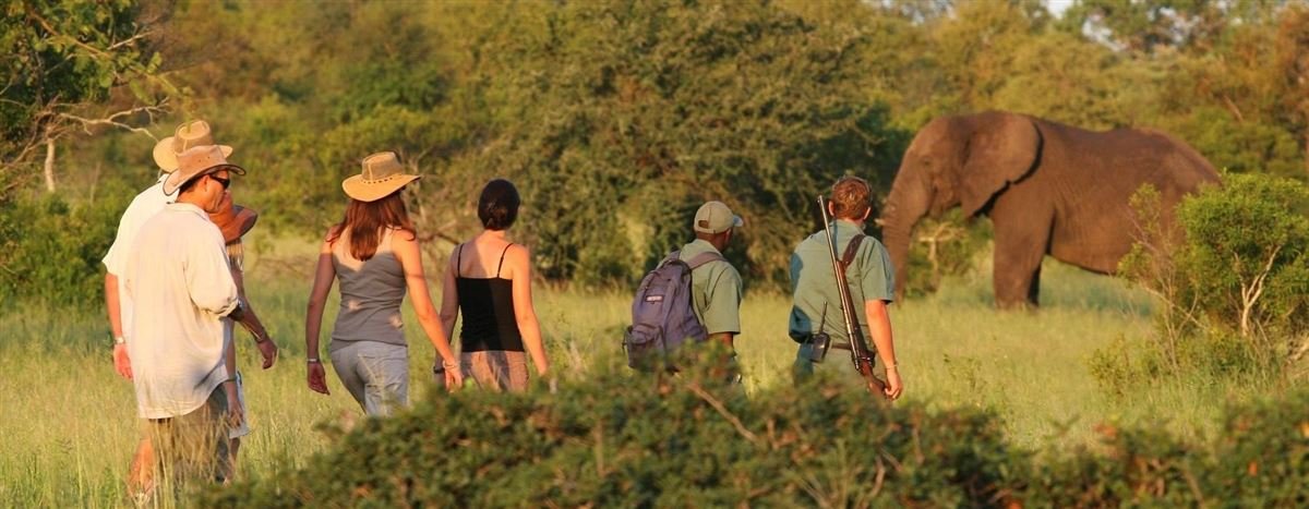 Guests on a guided walking safari watching an elephant in the Kruger