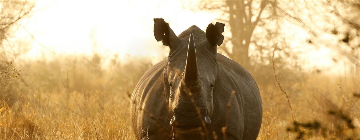 Rhino in golden grassland