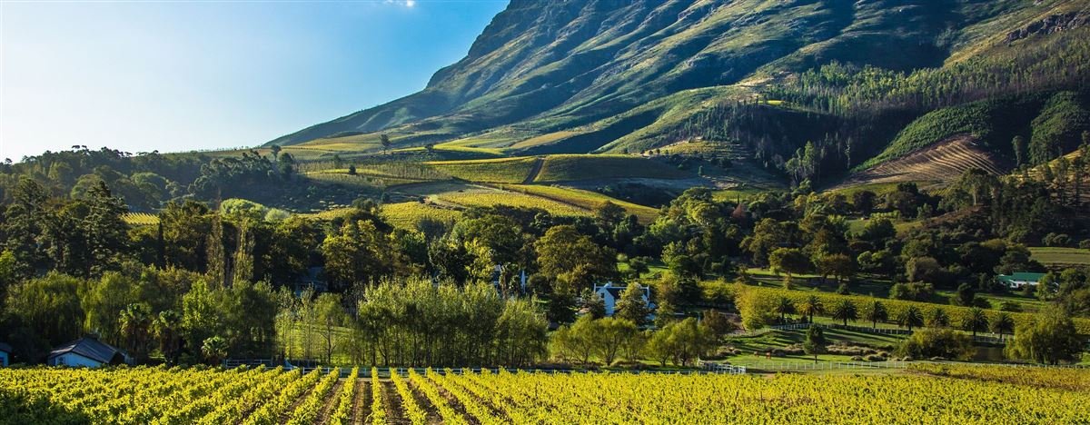 Vineyards below a mountain in the Cape Winelands