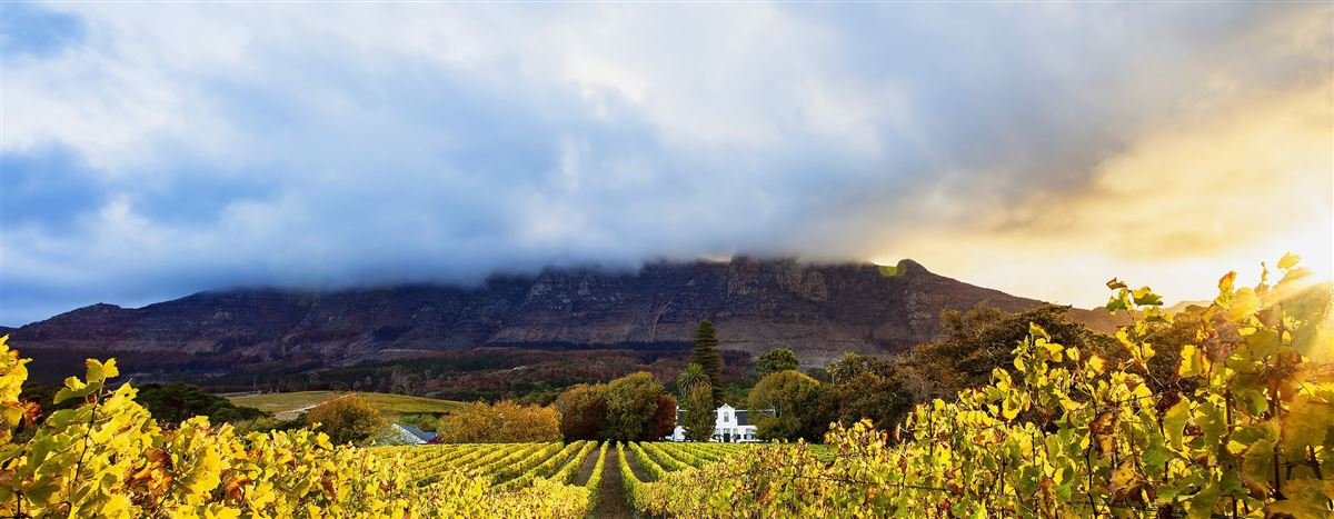 Vineyards beneath the mountains in the Cape Winelands