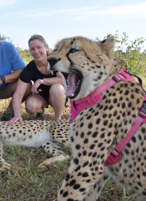 A visitor crouching beside a cheetah on the cheetah walk