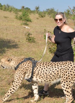 A visitor walking a cheetah on a lead through the bush