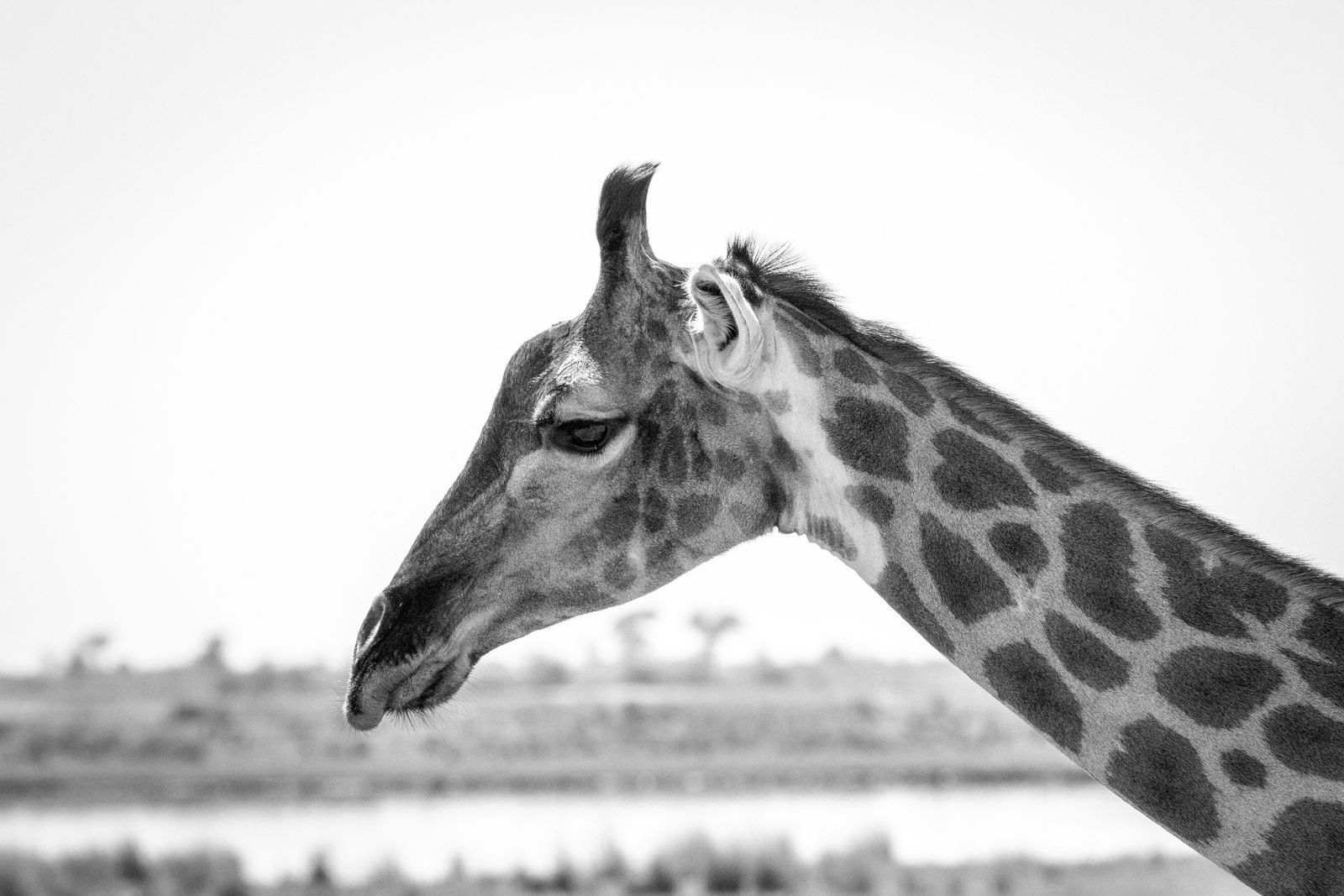 Giraffe in Chobe National Park, Botswana