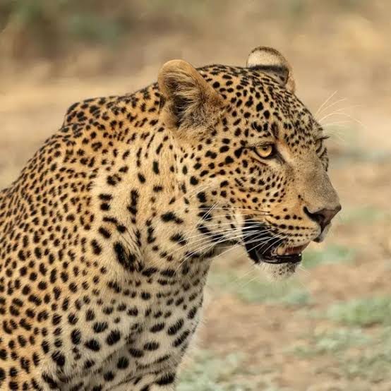 Leopard resting in Chobe National Park