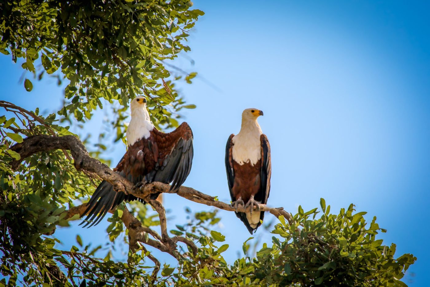 Pair of African fish eagles perched in a tree above the Chobe River
