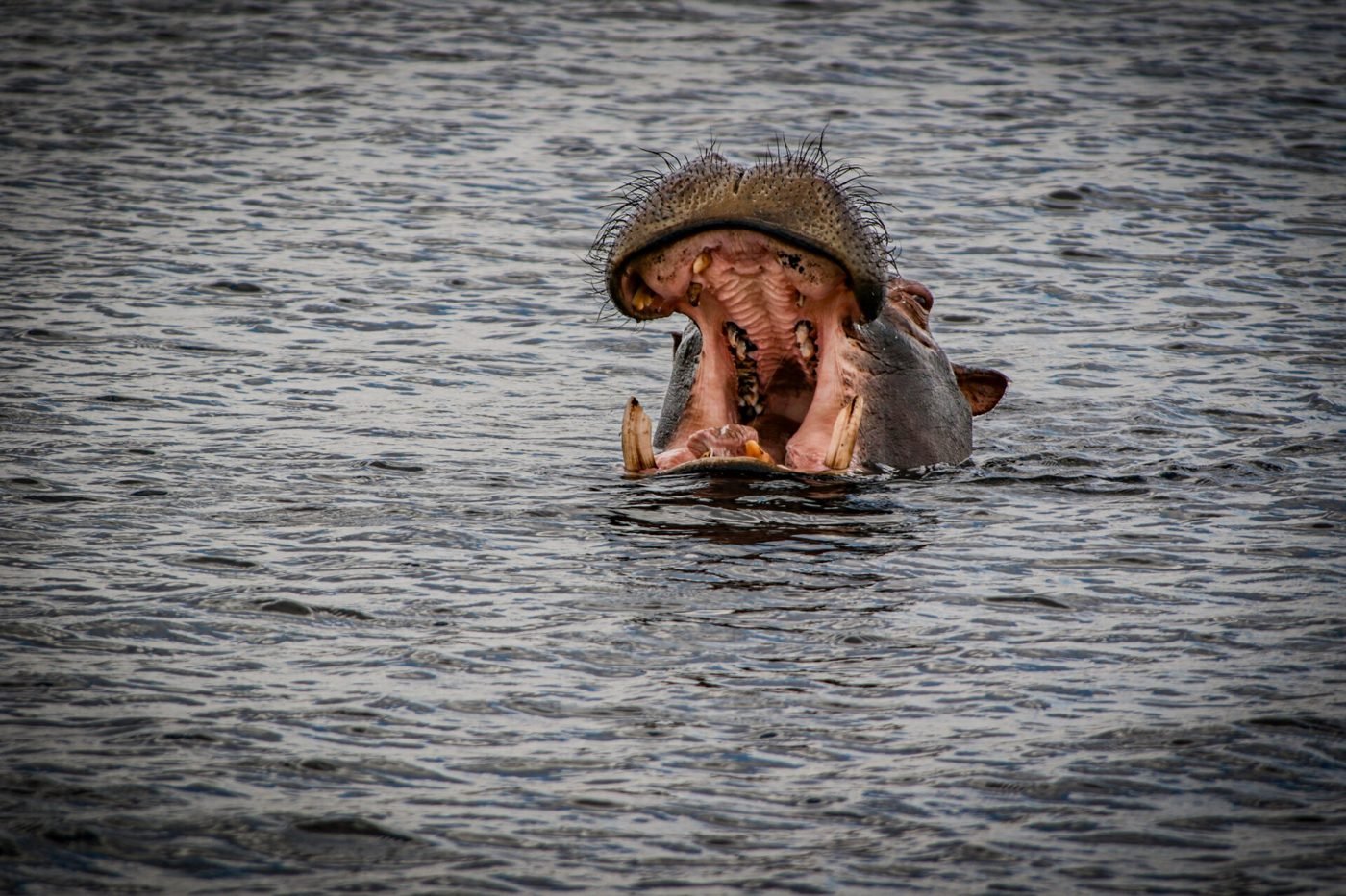 Hippo yawning in the water of the Chobe River
