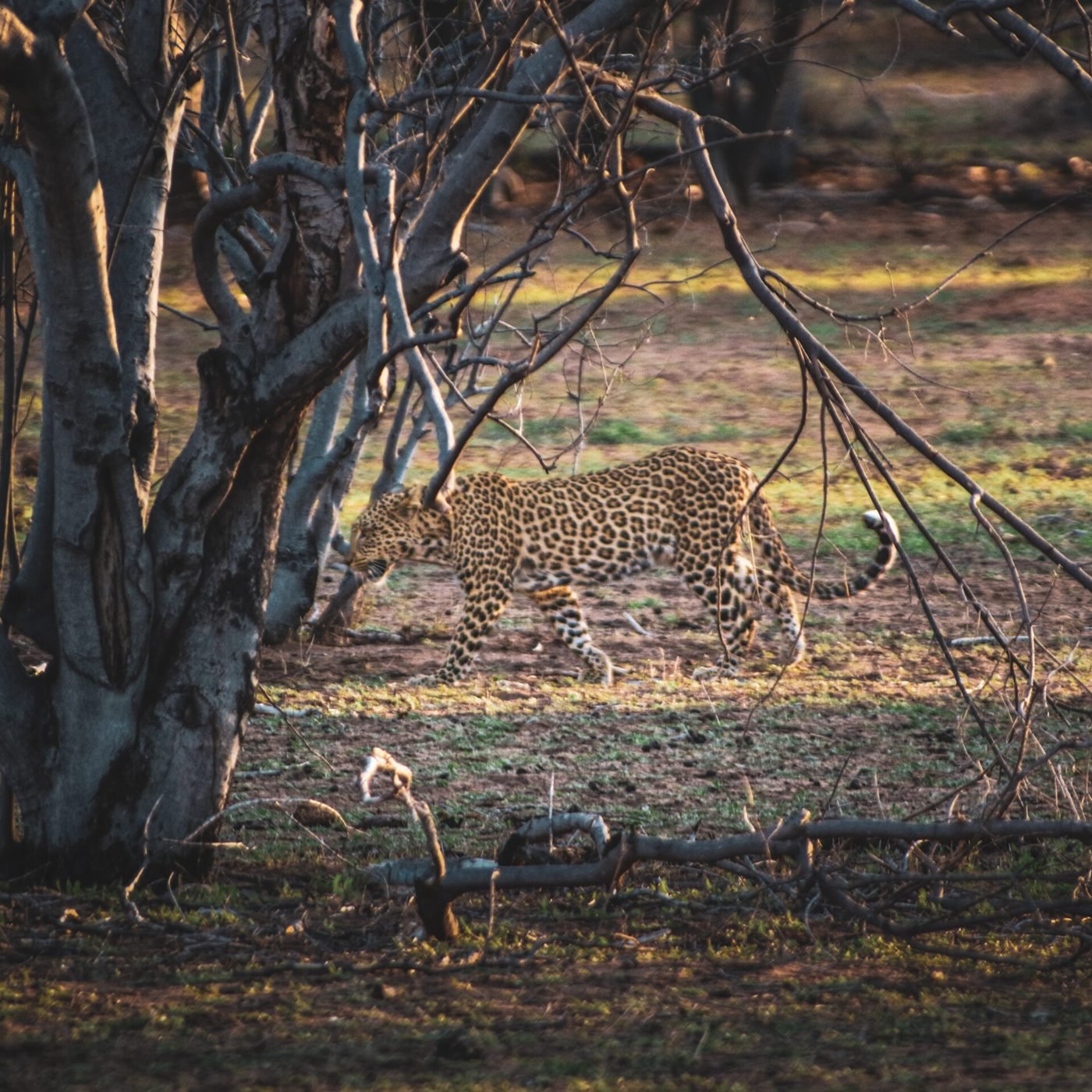 Leopard walking through woodland in Chobe National Park