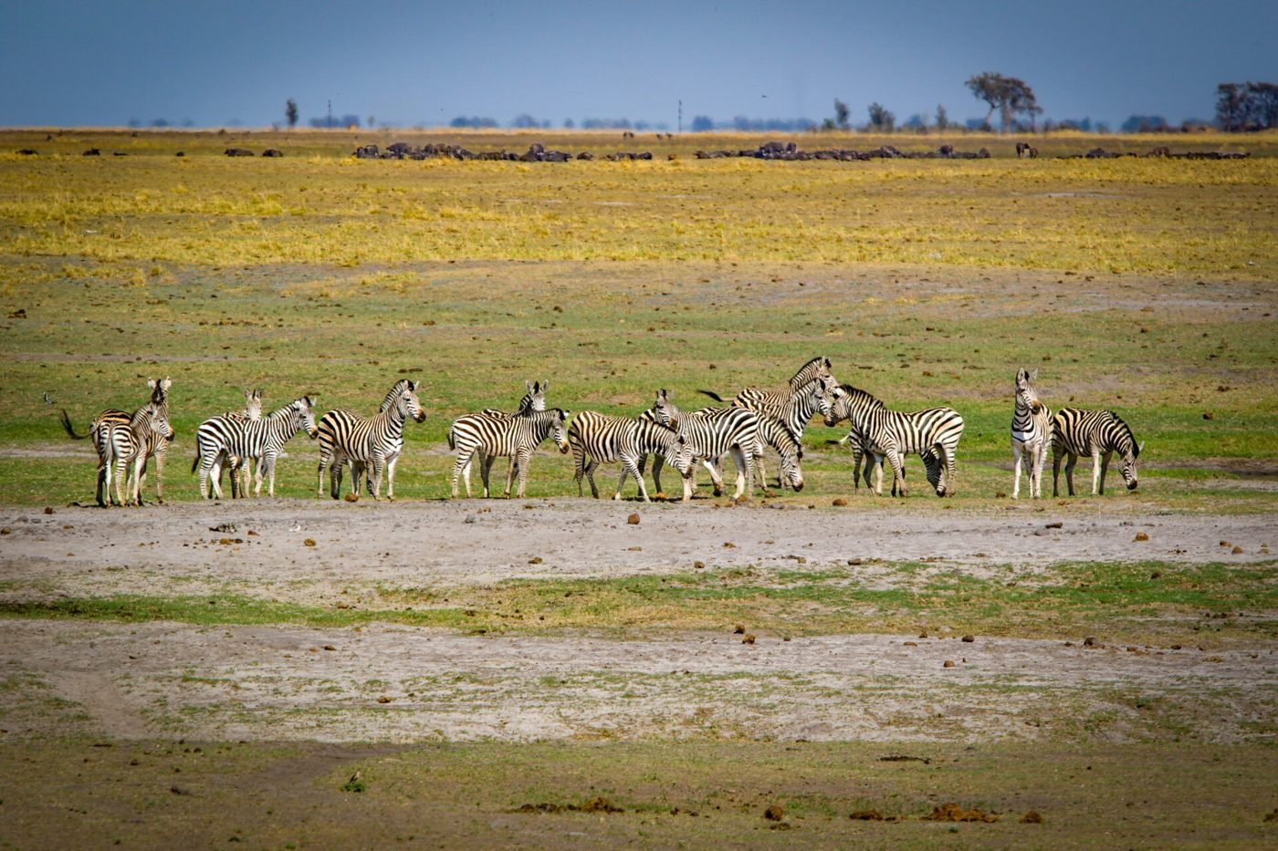 Herd of zebra on the open floodplain in Chobe National Park