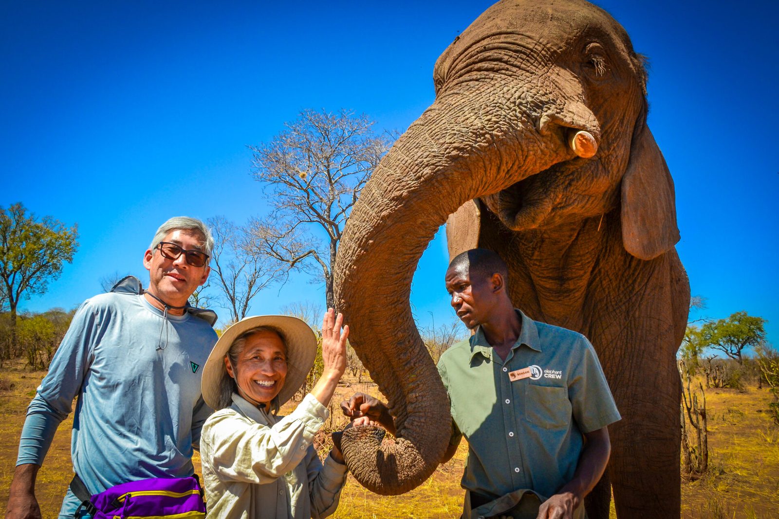 Guests meeting an elephant with its handlers on the Victoria Falls elephant encounter