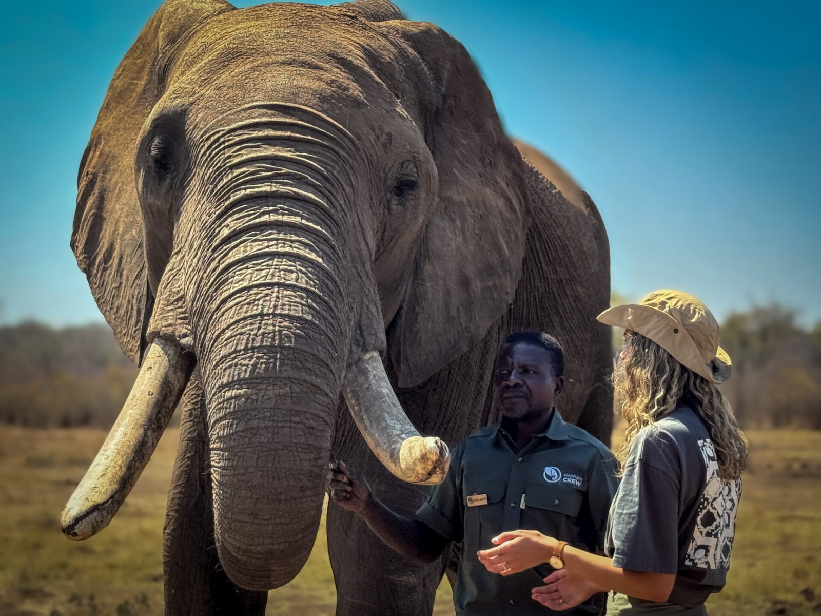 A guide standing beside an elephant during the encounter