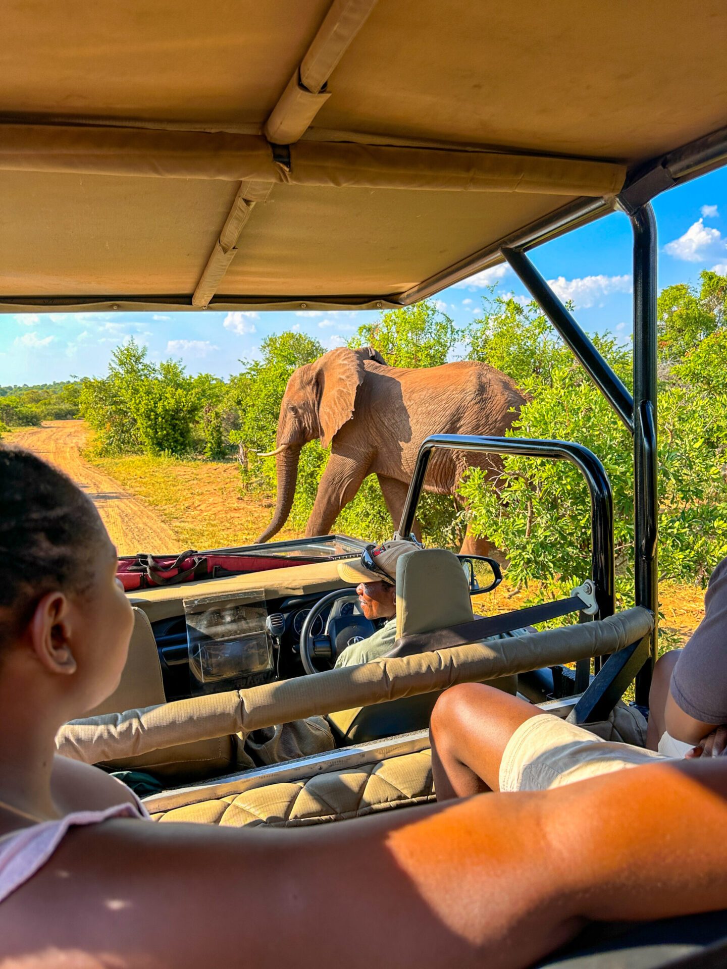 Guests in an open vehicle watching an elephant beside the track