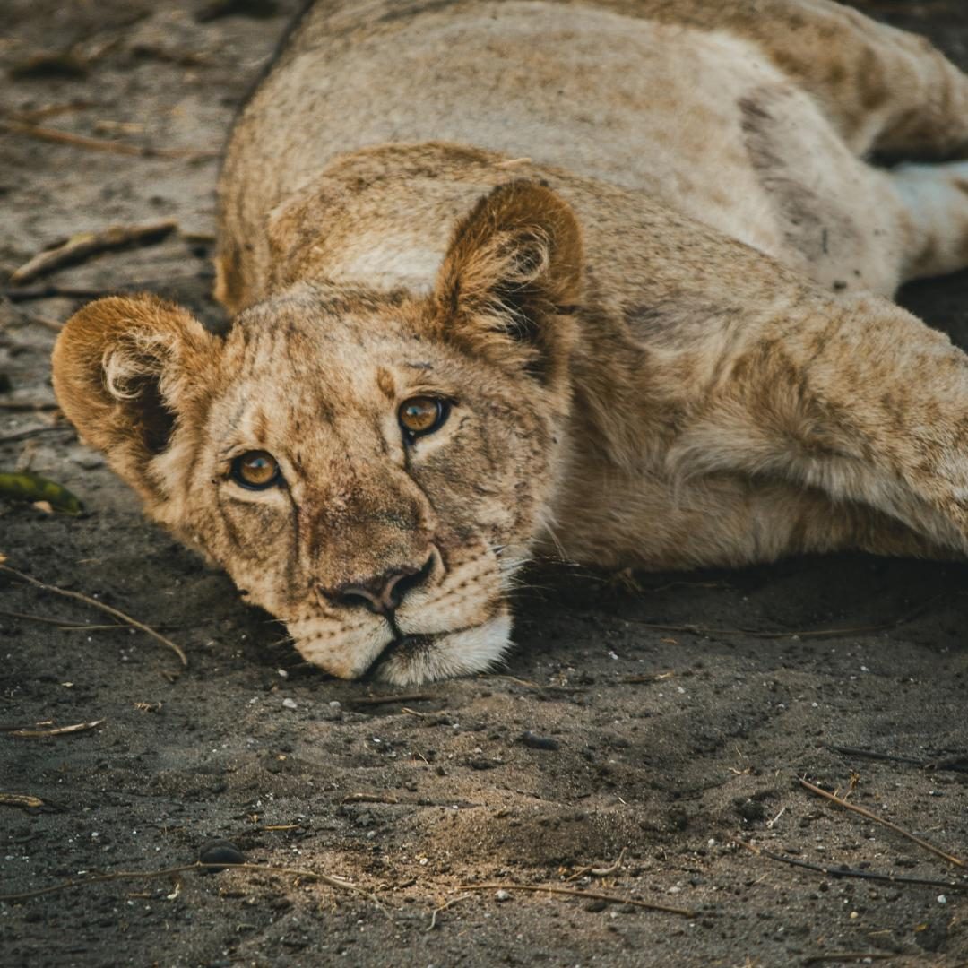 A lion cub resting in the Zambezi National Park