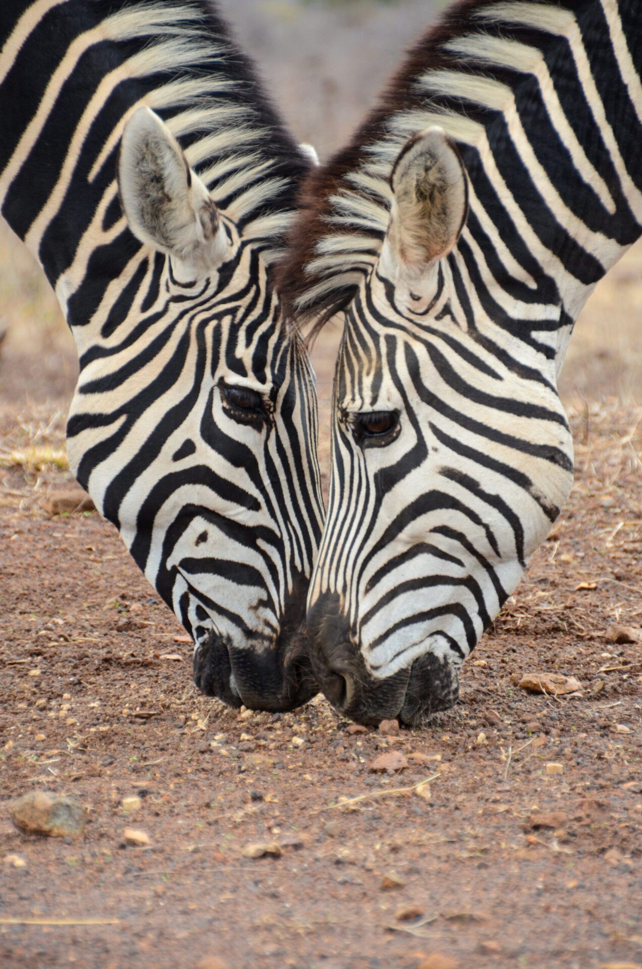 Zebra on a Zambezi National Park game drive