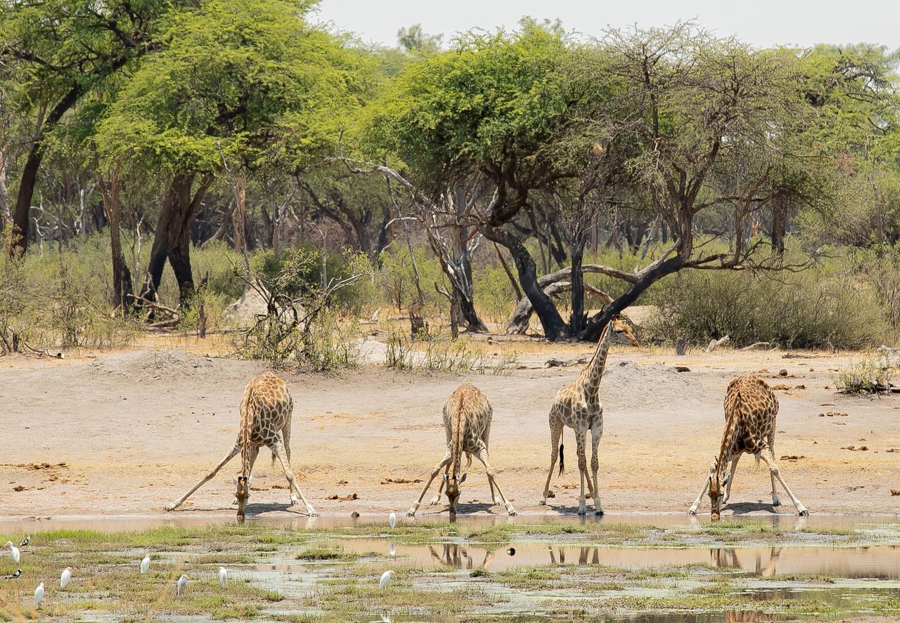 Giraffes drinking at a Hwange National Park waterhole