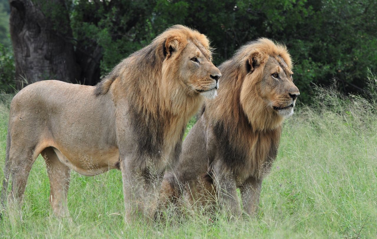 Two male lions in the grass in Hwange National Park