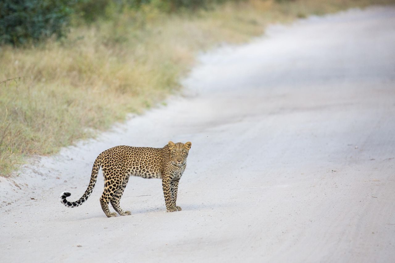 A leopard walking along a sand road in Hwange