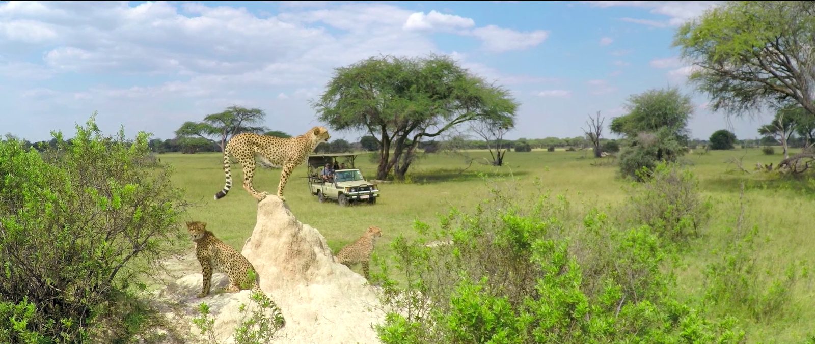 Game viewing vehicle in open Hwange bush on a day safari