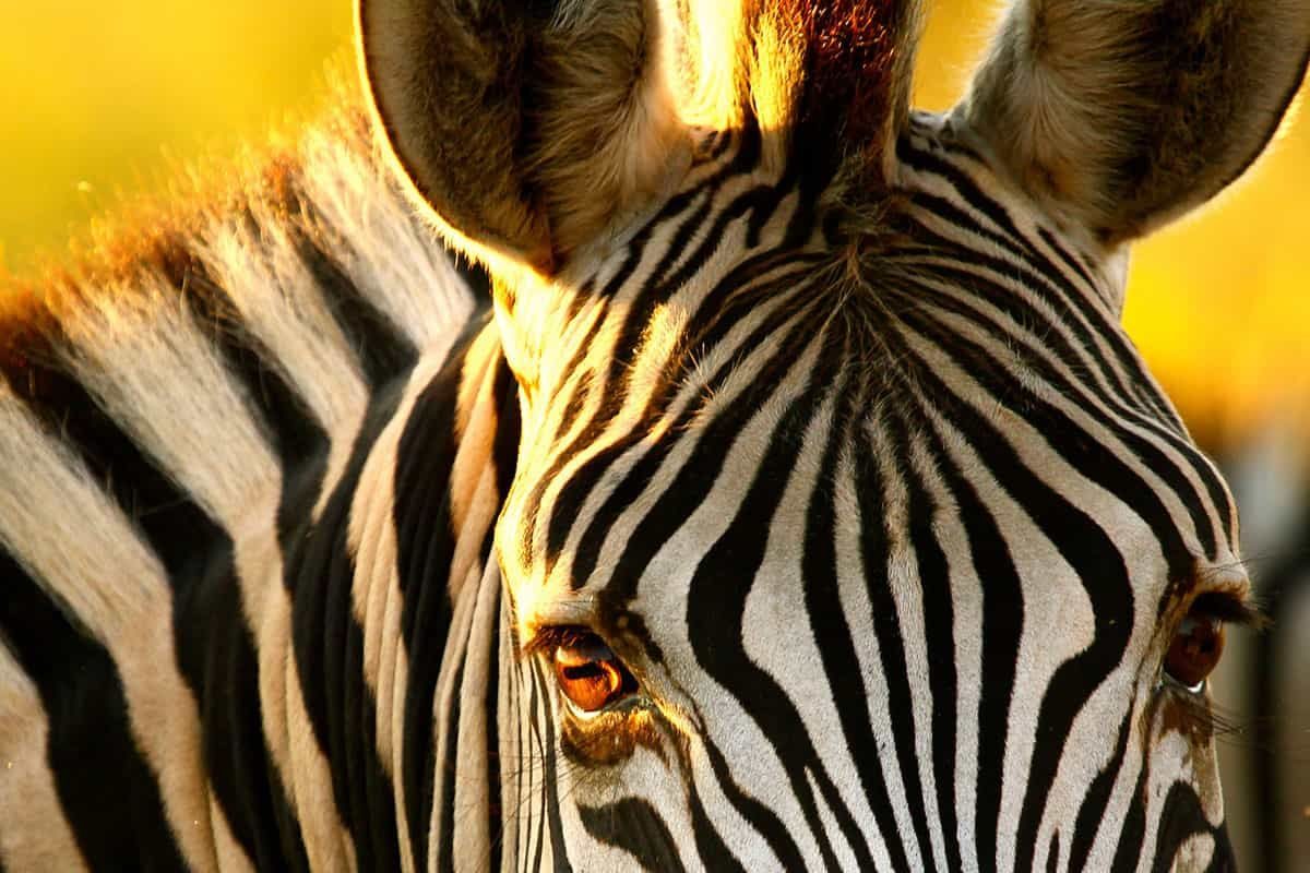 Zebra in Hwange National Park